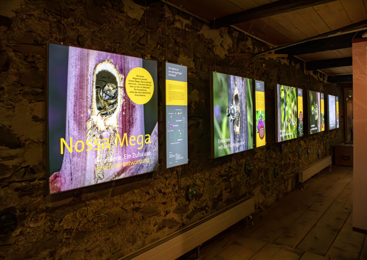 Leuchtende Bildtafeln der Ausstellung «Nossa Mega» des Parc Ela im Ortsmuseum Bergün