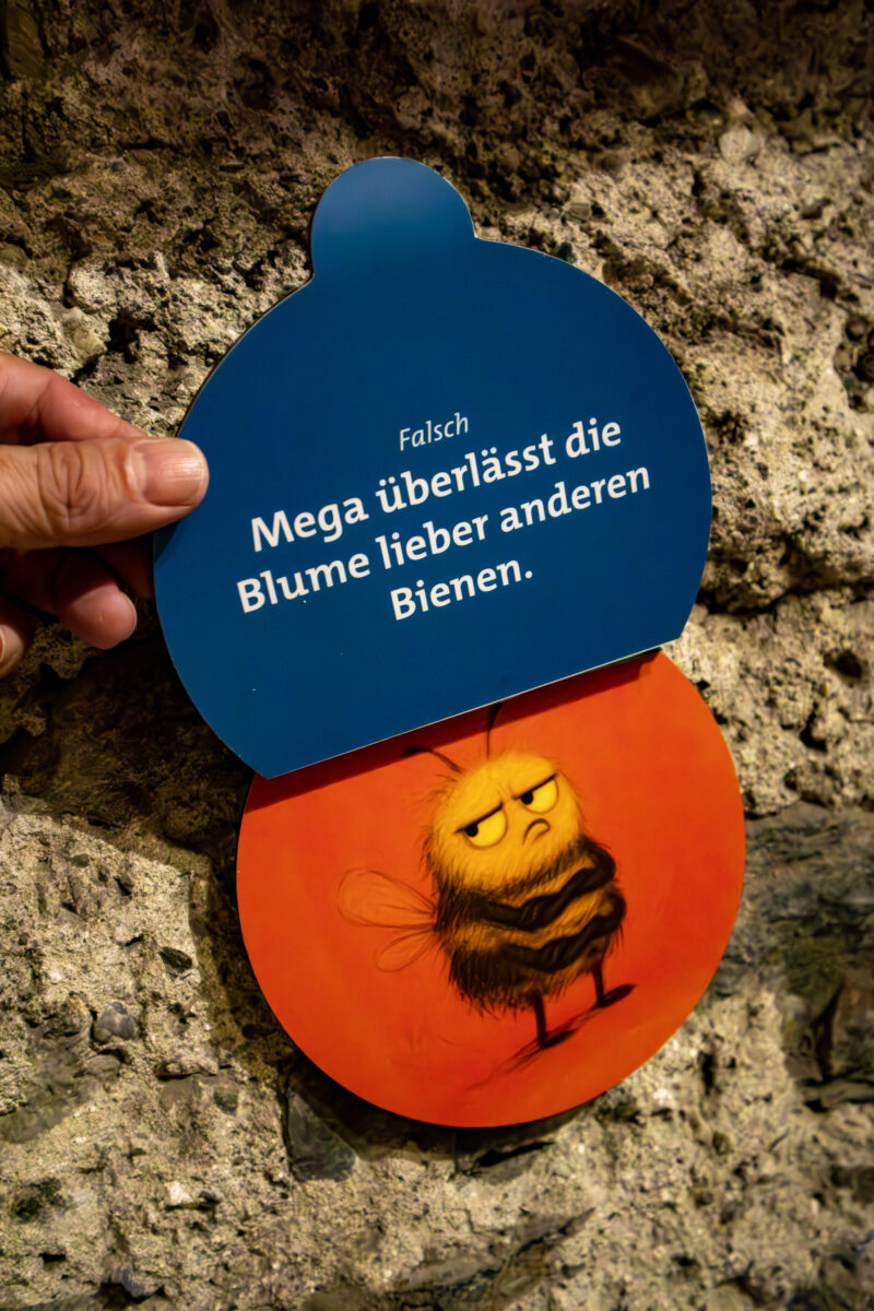 Quizkarte zur Blattschneidebiene in der Ausstellung «Nossa Mega» im Ortsmuseum Bergün